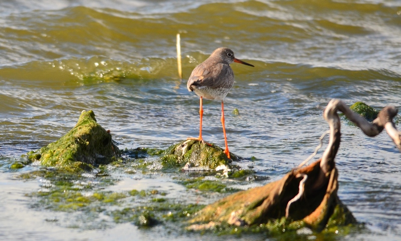 Tringa totanus